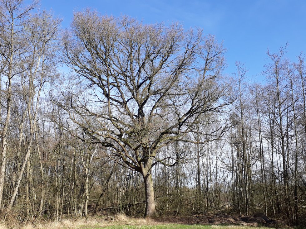 Wandeling door De Mortelen