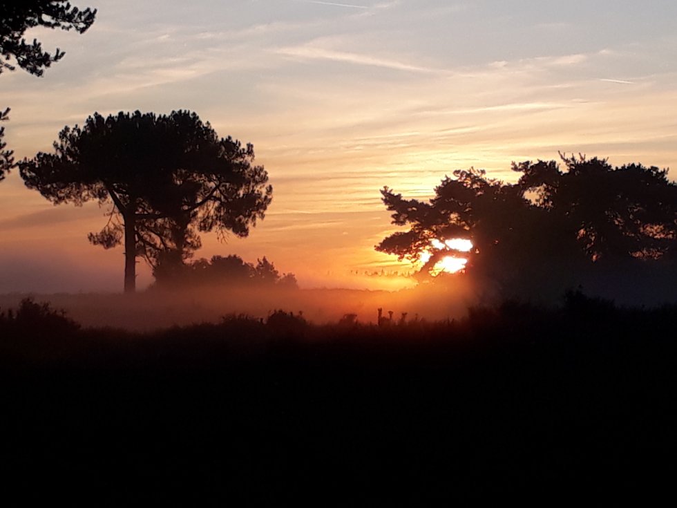 Dauwtrappen in de Kampina