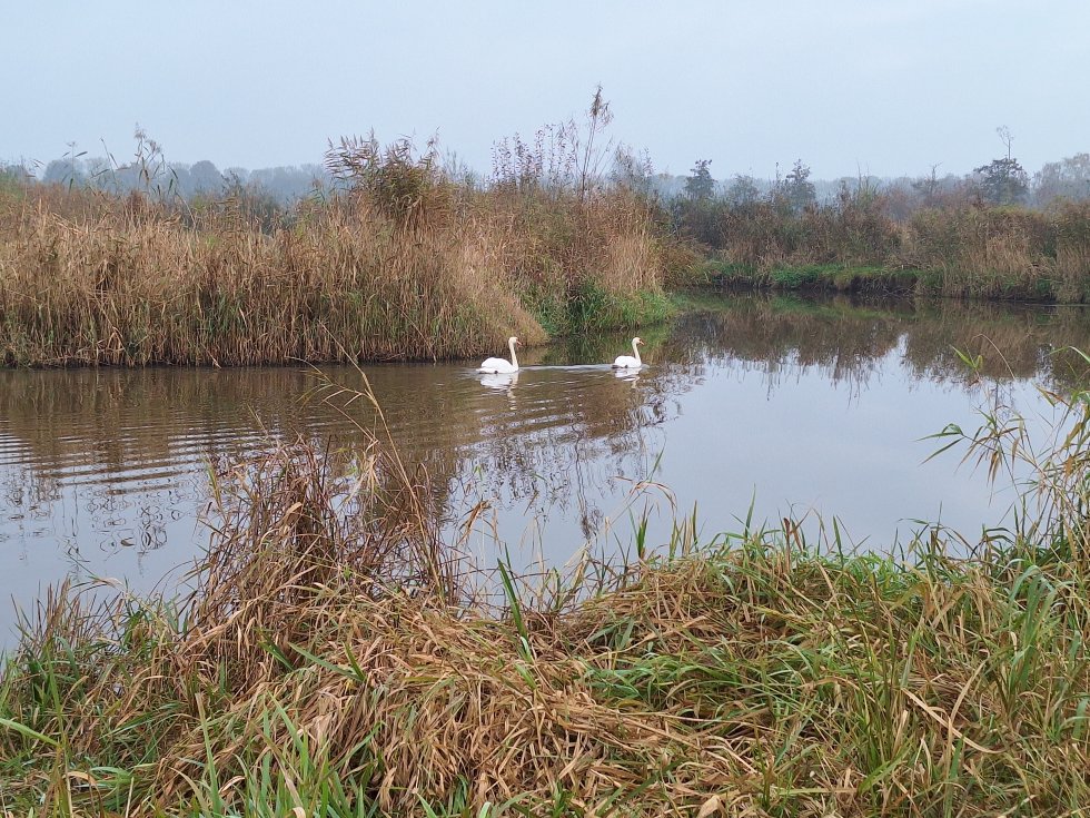 Wandeling Essche stroom