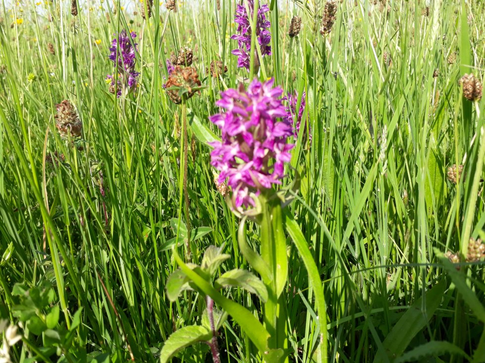 Wandeling Vlijmens Ven Orchideeën