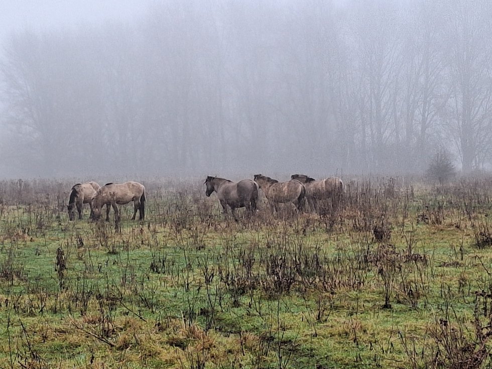 Lezing Grote Grazers