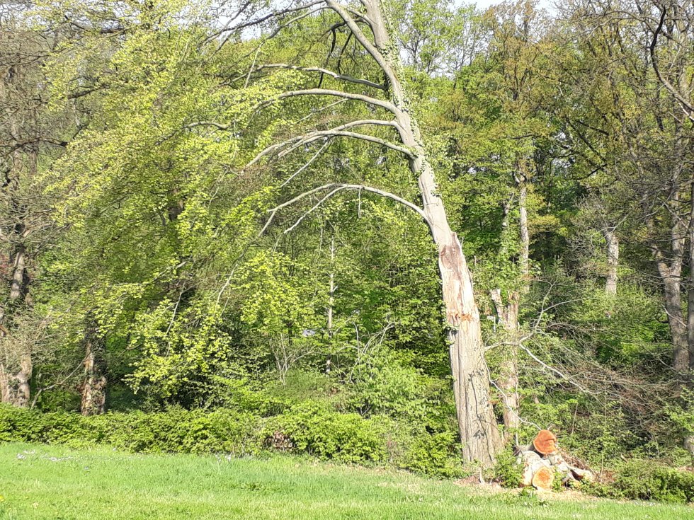 Lezing Behoud en Onderhoud Bomen