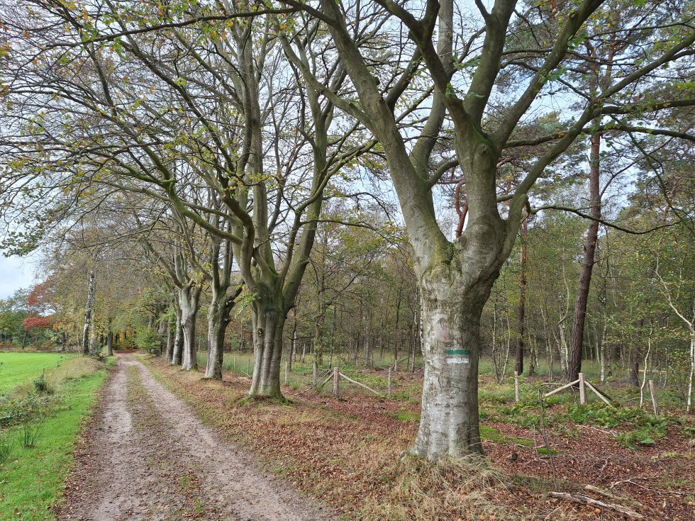 Boomplantdag 2025